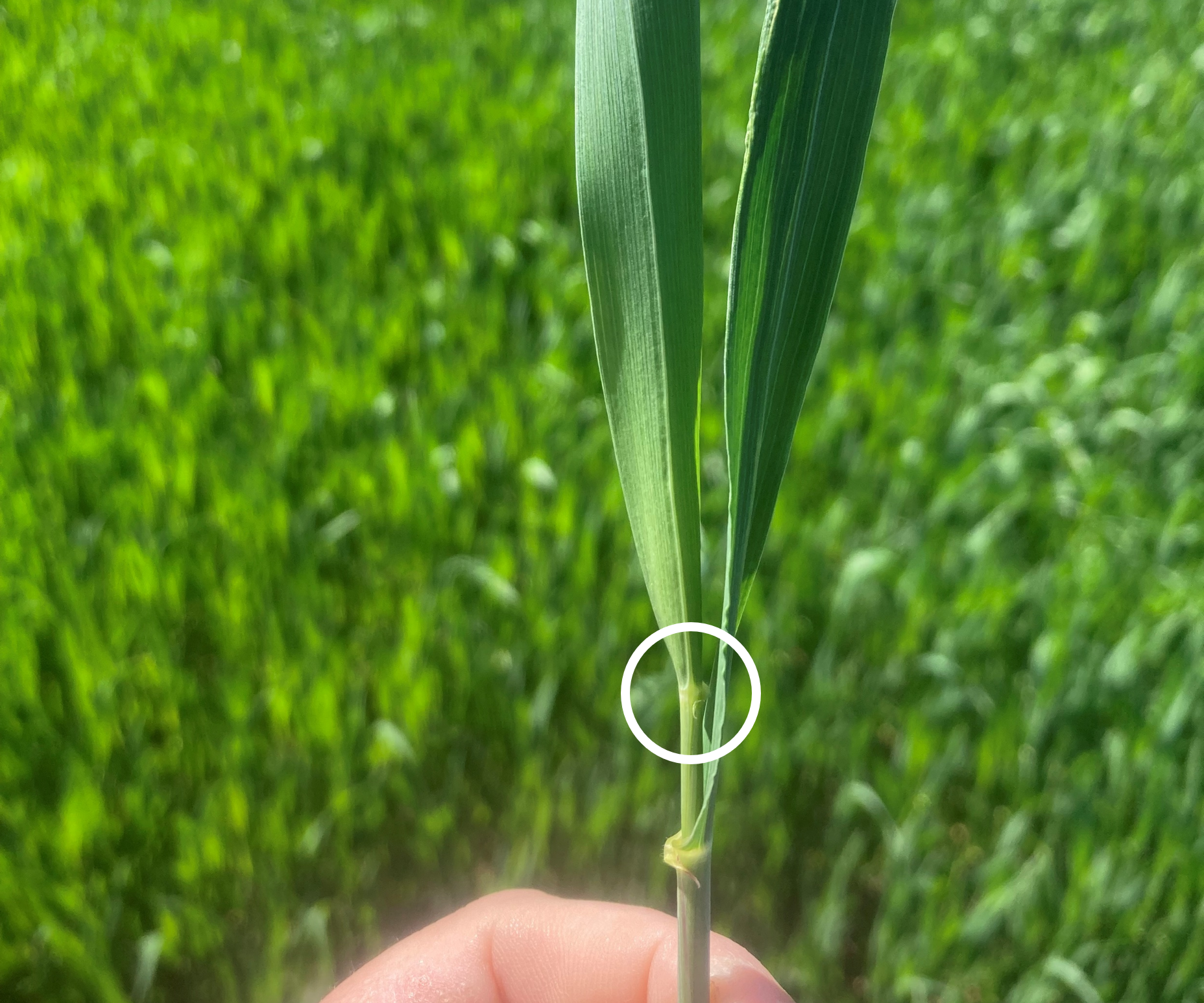 Wheat Feekes 9 see ligule (1).png